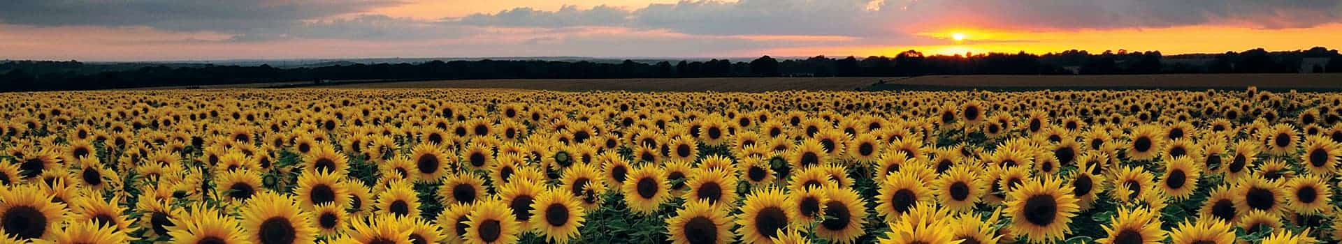 Kickstart Kindness: Field of sunflowers