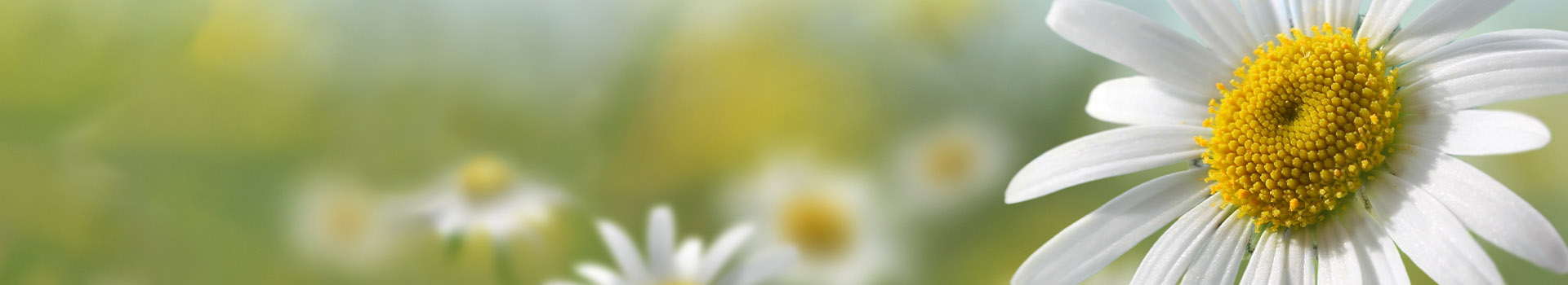 Daisy