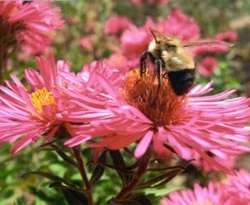 Flower Bee