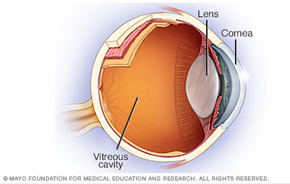 Inside the Front of Your Eye