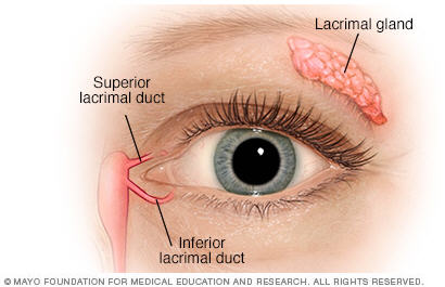 Tear Drainage Pathway