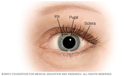 The Front of Your Eye