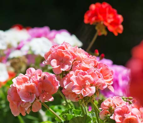 Colorful geraniums