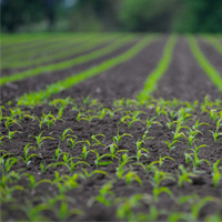 Planting Safety_Small