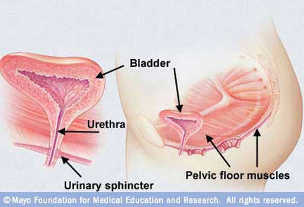 Strengthening pelvic floor muscles - Mayo Clinic Health System