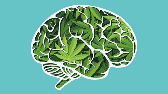 Brain of cannabis