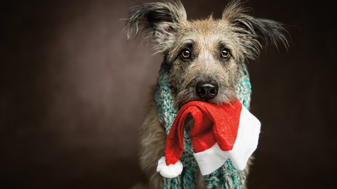 Dog with Santa hat in mouth