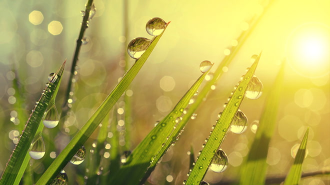 Beads of water on blades of grass