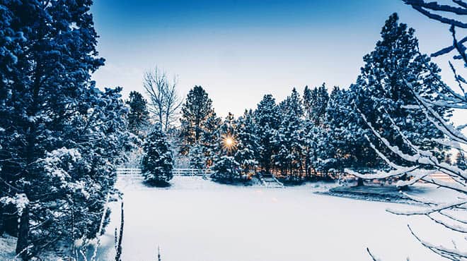 Winter scene pine trees snow