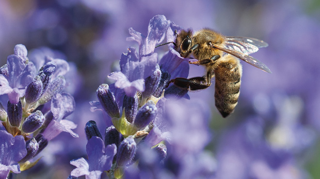 Bee on purple flower