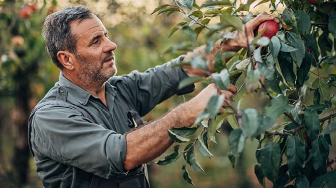 Harvesting apple tree