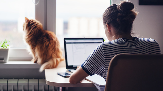 Young woman using a laptop with cat on windowsill