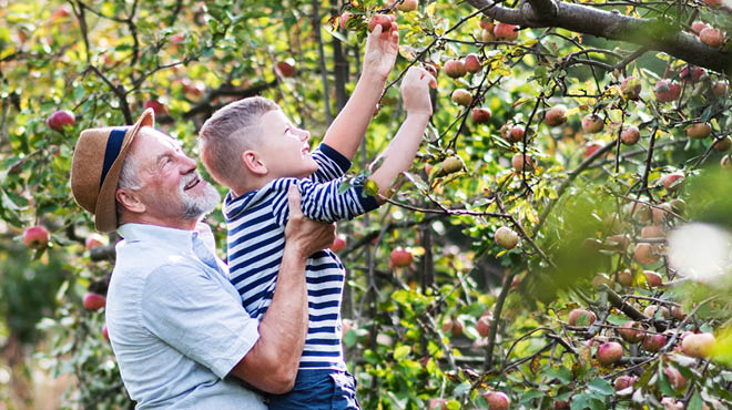 Senior lifting child to apple tree