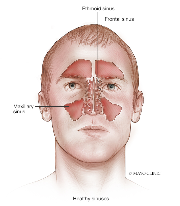 Sinus illustration