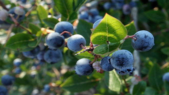 Blueberries on bush