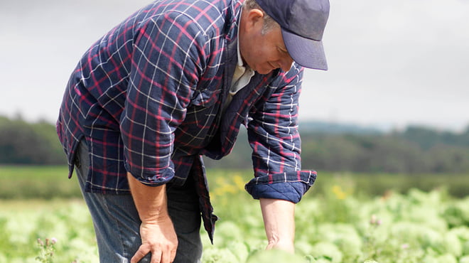 Farmer bending in crop field