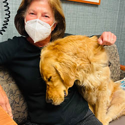 Pet therapy dog Maisy