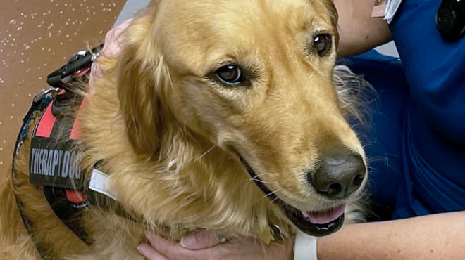 do dogs like being therapy dogs