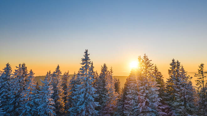 Sunset behind snowy trees