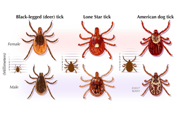 Ticks illustration