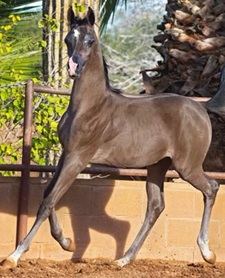 Jerland Farms filly