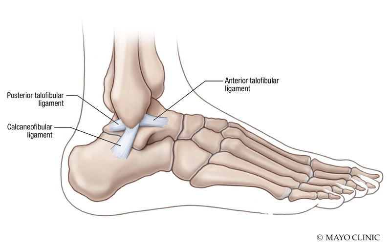 Ankle anatomy illustration