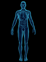 Orthopedic body image