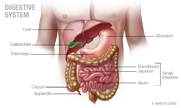 Digestive system