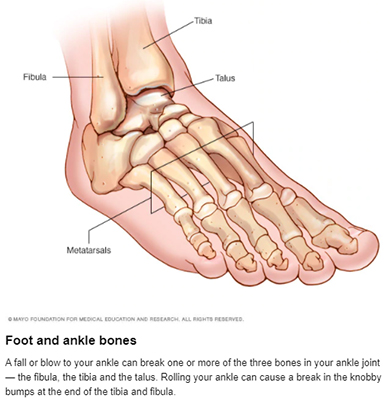 Foot and Ankle Bones